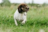 SPRINGER SPANIEL 069